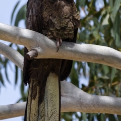 Zanda funerea at Rendezvous Creek, ACT - 6 Dec 2019 11:20 AM