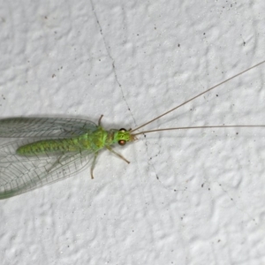 Mallada signatus at Ainslie, ACT - 27 Oct 2019 09:23 PM