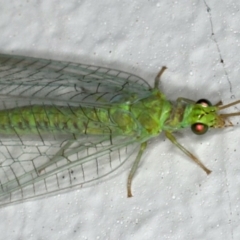 Mallada signatus at Ainslie, ACT - 27 Oct 2019 09:23 PM