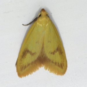 Aeolothapsa malacella at Ainslie, ACT - 27 Oct 2019 09:19 AM