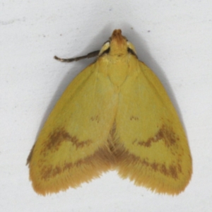 Aeolothapsa malacella at Ainslie, ACT - 27 Oct 2019