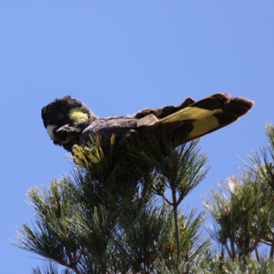 Zanda funerea (Yellow-tailed Black-Cockatoo) at Gundaroo, NSW - 26 Oct 2019 by jbromilow50