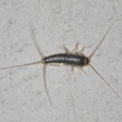 Ctenolepisma longicaudatum (Silverfish) at Ainslie, ACT - 26 Oct 2019 by jb2602