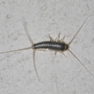 Ctenolepisma longicaudatum at Ainslie, ACT - 26 Oct 2019