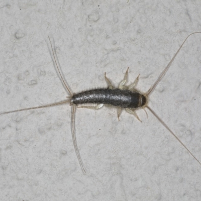 Ctenolepisma longicaudatum (Silverfish) at Ainslie, ACT - 26 Oct 2019 by jbromilow50