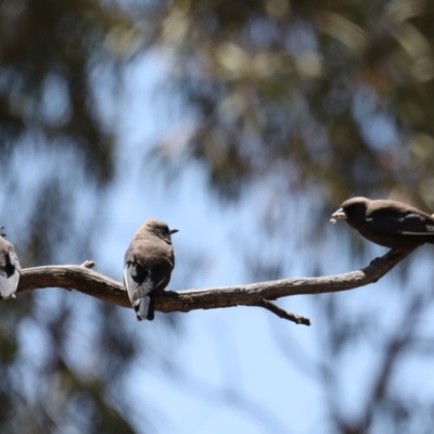 Artamus cyanopterus (Dusky Woodswallow) at Gundaroo, NSW - 27 Oct 2019 by jb2602