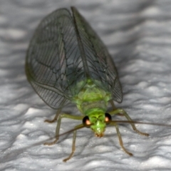 Mallada signatus (Green Lacewing) at Ainslie, ACT - 30 Oct 2019 by jb2602