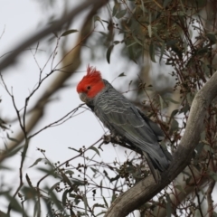 Callocephalon fimbriatum (Gang-gang Cockatoo) at Mount Ainslie - 30 Oct 2019 by jbromilow50