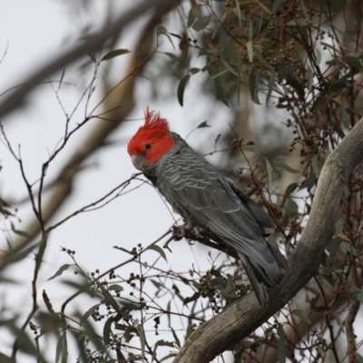 Callocephalon fimbriatum (Gang-gang Cockatoo) at Mount Ainslie - 30 Oct 2019 by jbromilow50