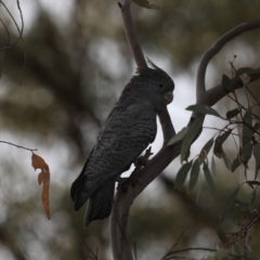 Callocephalon fimbriatum at Ainslie, ACT - suppressed