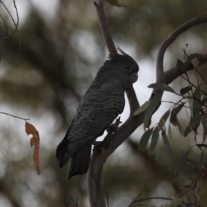 Callocephalon fimbriatum at Ainslie, ACT - 30 Oct 2019