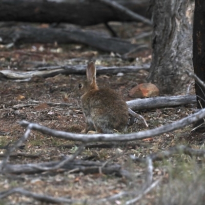 Oryctolagus cuniculus (European Rabbit) at Mount Ainslie - 30 Oct 2019 by jbromilow50