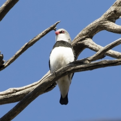 Stagonopleura guttata (Diamond Firetail) at Michelago, NSW - 21 Oct 2019 by Illilanga