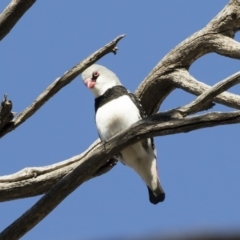 Stagonopleura guttata at Michelago, NSW - 21 Oct 2019