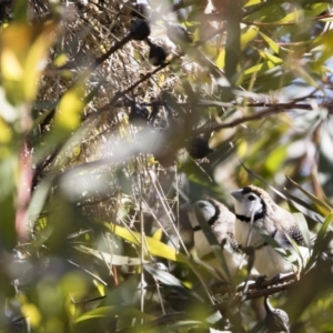 Stizoptera bichenovii at Michelago, NSW - 2 Aug 2019
