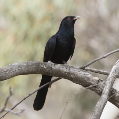 Eudynamys orientalis (Pacific Koel) at Illilanga & Baroona - 21 Nov 2019 by Illilanga