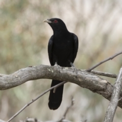 Eudynamys orientalis at Michelago, NSW - 22 Nov 2019