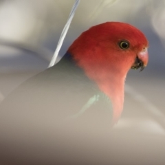 Alisterus scapularis (Australian King-Parrot) at Illilanga & Baroona - 21 Oct 2019 by Illilanga