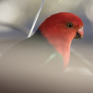 Alisterus scapularis at Michelago, NSW - 22 Oct 2019