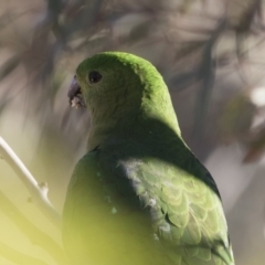 Alisterus scapularis at Michelago, NSW - 22 Oct 2019 06:57 AM