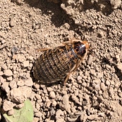 Calolampra sp. (genus) (Bark cockroach) at Illilanga & Baroona - 19 Oct 2019 by Illilanga