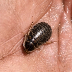 Calolampra sp. (genus) at Michelago, NSW - 19 Oct 2019 01:48 PM