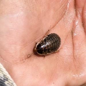 Calolampra sp. (genus) at Michelago, NSW - 19 Oct 2019 01:48 PM