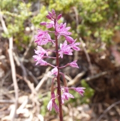 Dipodium punctatum (Blotched Hyacinth Orchid) at Black Range, NSW - 6 Dec 2019 by MatthewHiggins