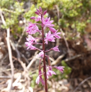 Dipodium punctatum at Black Range, NSW - suppressed