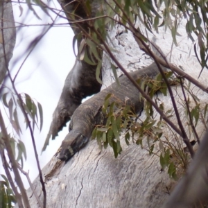 Varanus varius at Black Range, NSW - 6 Dec 2019