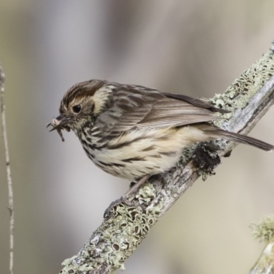 Pyrrholaemus sagittatus (Speckled Warbler) at Michelago, NSW - 24 Nov 2019 by Illilanga