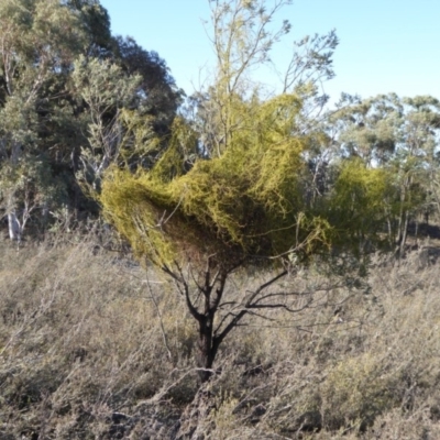 Cassytha pubescens (Devil's Twine) at Rugosa - 6 Dec 2019 by SenexRugosus