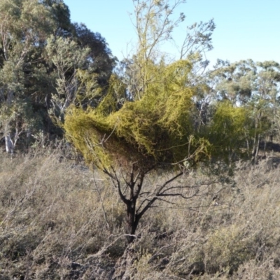 Cassytha pubescens (Devil's Twine) at Yass River, NSW - 6 Dec 2019 by SenexRugosus