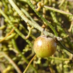 Cassytha pubescens at Yass River, NSW - 6 Dec 2019 04:37 PM