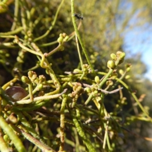 Cassytha pubescens at Yass River, NSW - 6 Dec 2019 04:37 PM