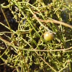 Cassytha pubescens at Yass River, NSW - 6 Dec 2019 04:37 PM