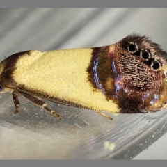 Eupselia satrapella and similar species (An Hypertrophid moth) at Kambah, ACT - 6 Dec 2019 by Marthijn