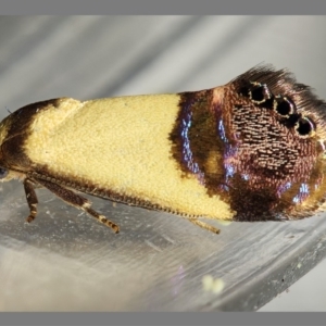 Eupselia satrapella and similar species at Kambah, ACT - 6 Dec 2019