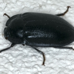 Pterohelaeus striatopunctatus (Darkling beetle) at Ainslie, ACT - 31 Oct 2019 by jb2602