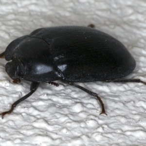 Pterohelaeus striatopunctatus at Ainslie, ACT - 31 Oct 2019