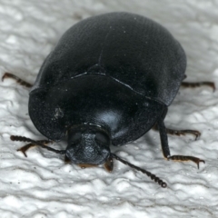 Pterohelaeus striatopunctatus at Ainslie, ACT - 31 Oct 2019