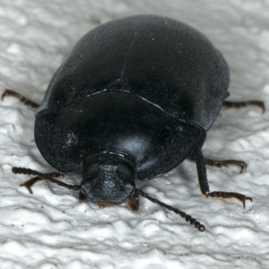 Pterohelaeus striatopunctatus at Ainslie, ACT - 31 Oct 2019