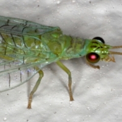 Mallada signatus (Green Lacewing) at Ainslie, ACT - 31 Oct 2019 by jb2602
