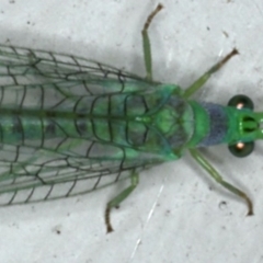 Mallada tripunctatus (Three-spot green lacewing) at Ainslie, ACT - 31 Oct 2019 by jb2602