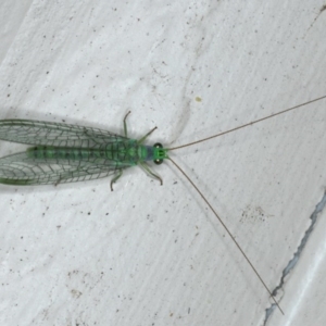 Mallada tripunctatus at Ainslie, ACT - 31 Oct 2019