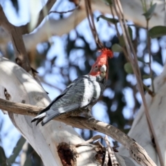 Callocephalon fimbriatum (Gang-gang Cockatoo) at Mount Ainslie - 2 Nov 2019 by jbromilow50