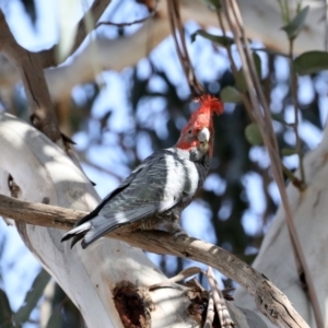 Callocephalon fimbriatum at Majura, ACT - 3 Nov 2019