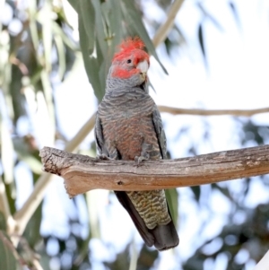 Callocephalon fimbriatum at Majura, ACT - 3 Nov 2019