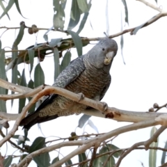 Callocephalon fimbriatum at Majura, ACT - 3 Nov 2019