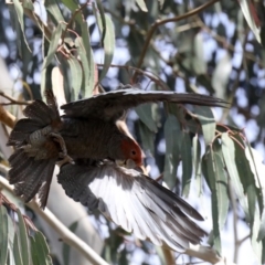 Callocephalon fimbriatum at Majura, ACT - 3 Nov 2019